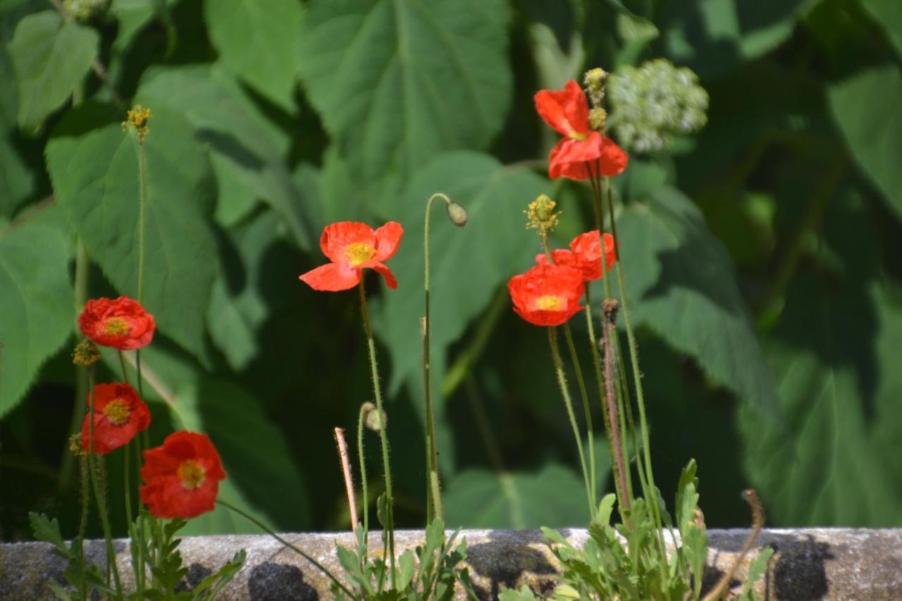 Bed and Breakfast Ter Thuyne Ypres Exterior foto